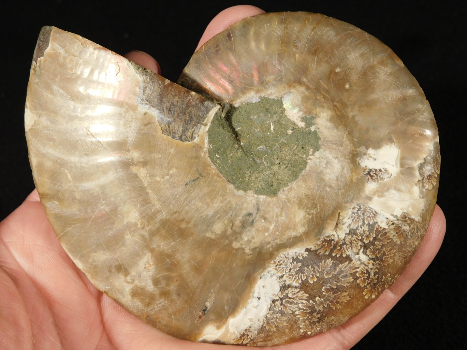 Larger! Cut and Polished AAA Cleoniceras AMMONITE Fossil From Madagascar 149gr