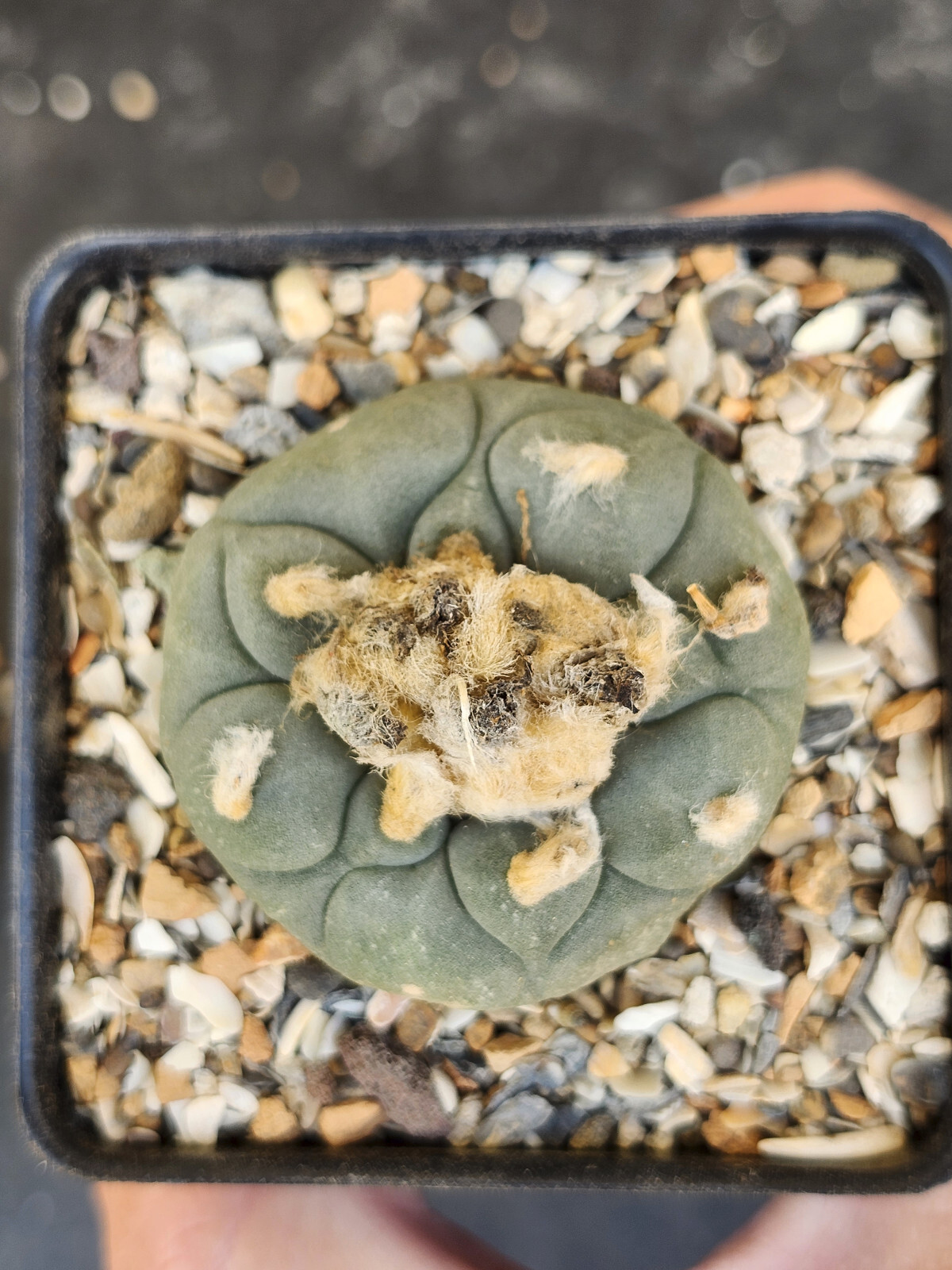 ONE(1) RARE Cactus sp koehresii, seed grown in 2.60" pot, large root