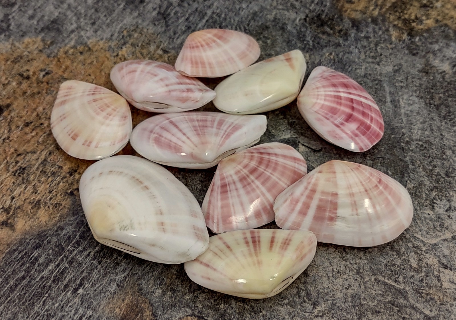 Sunrise Tellin Clam Seashells Polished (10 Pairs approx. 1.25+ inches)