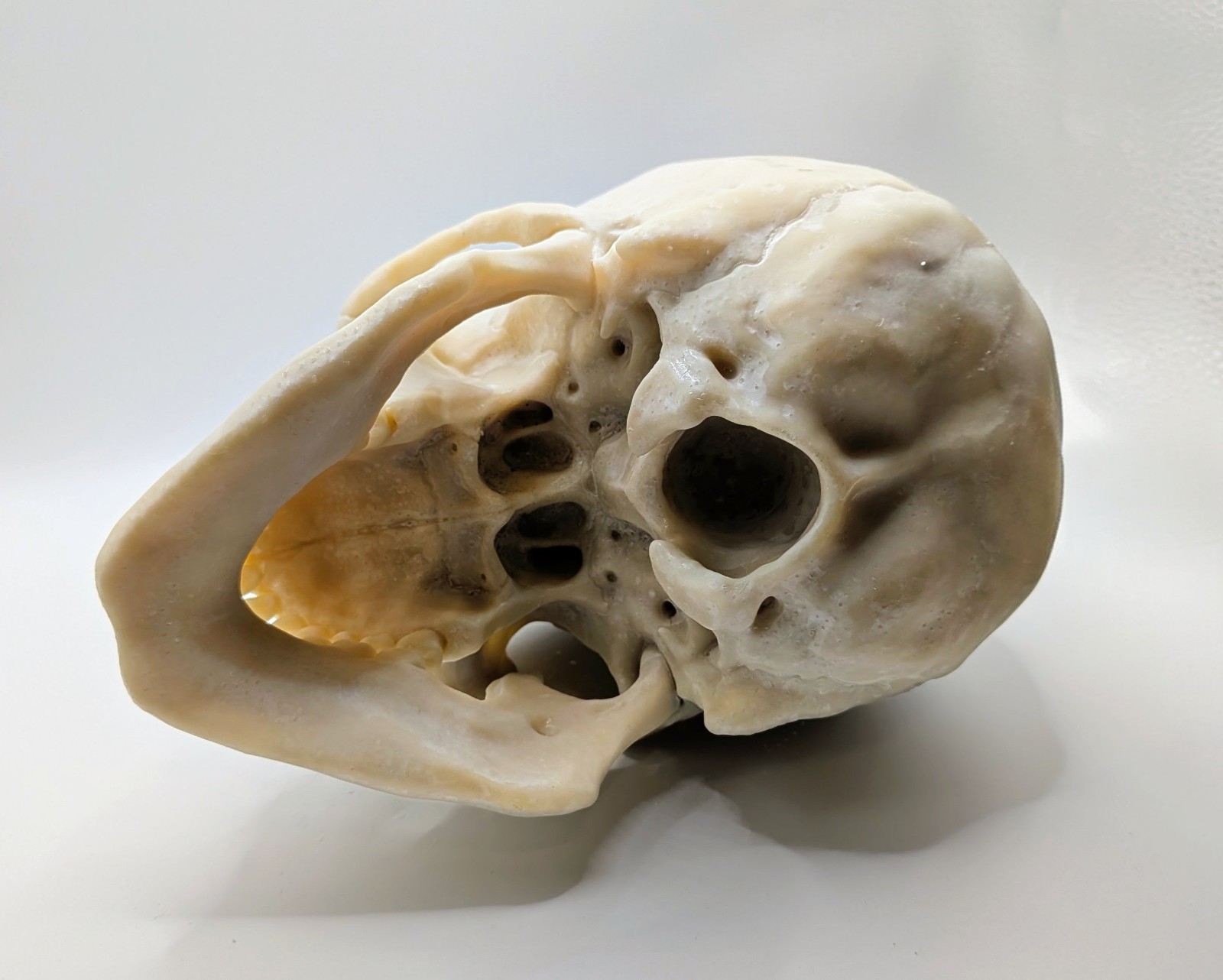 Human Skull Replica- Off White Resin Unpainted - 7 In Tall 1 Ibs