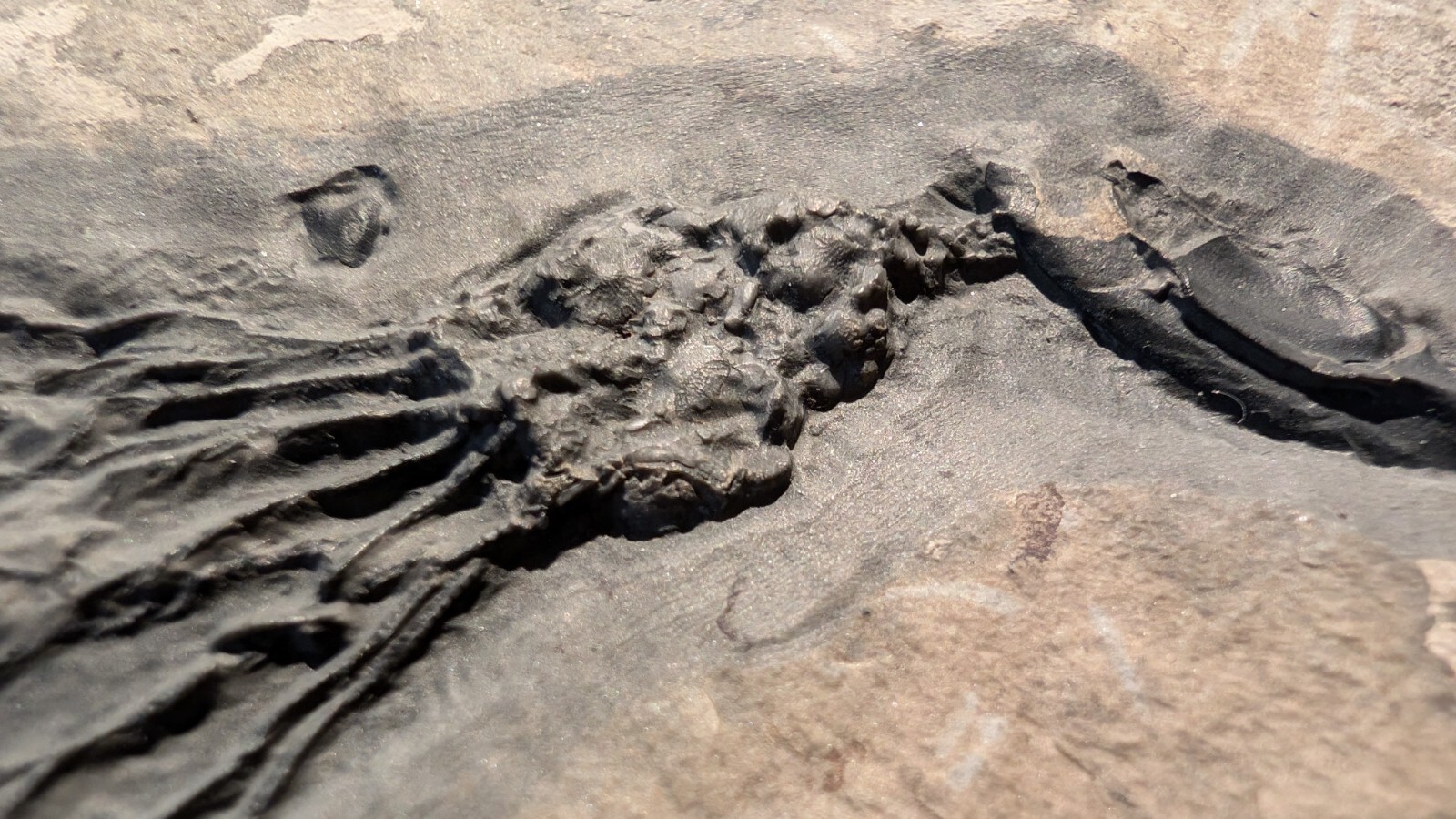 Gogia granulosa Fossil Wheeler/Marjum Formation, Utah Cambrian Proto-echinoderm