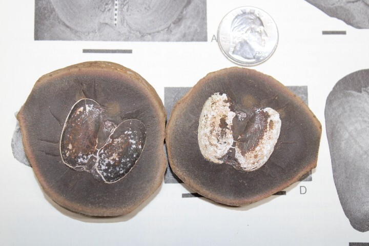 Mazon Creek Fossil Bivalvia Clams Molluscs Fossils Pennsylvanian Period R7