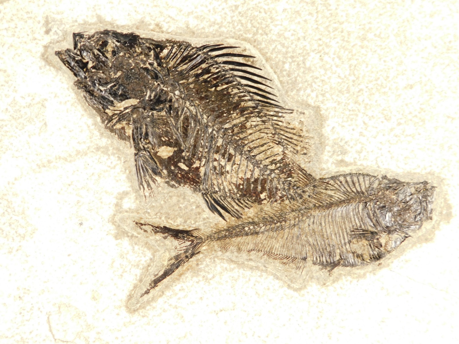Two! SPECIES Rare Priscacara FISH Fossil and Diplomystus On HUGE Matrix Wyoming