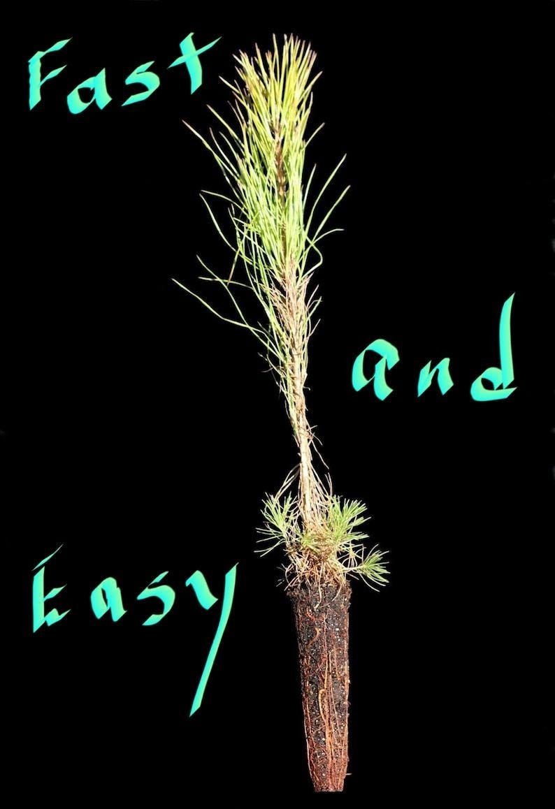 150 Loblolly pine tree containerized seedlings