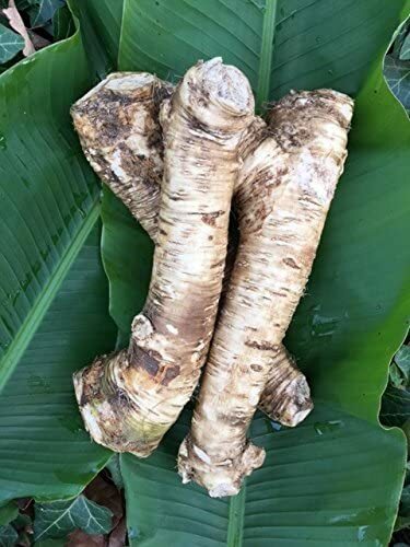 Horseradish Root, Sauget, 1 Pound (Sold by Weight). -Country Creek LLC-