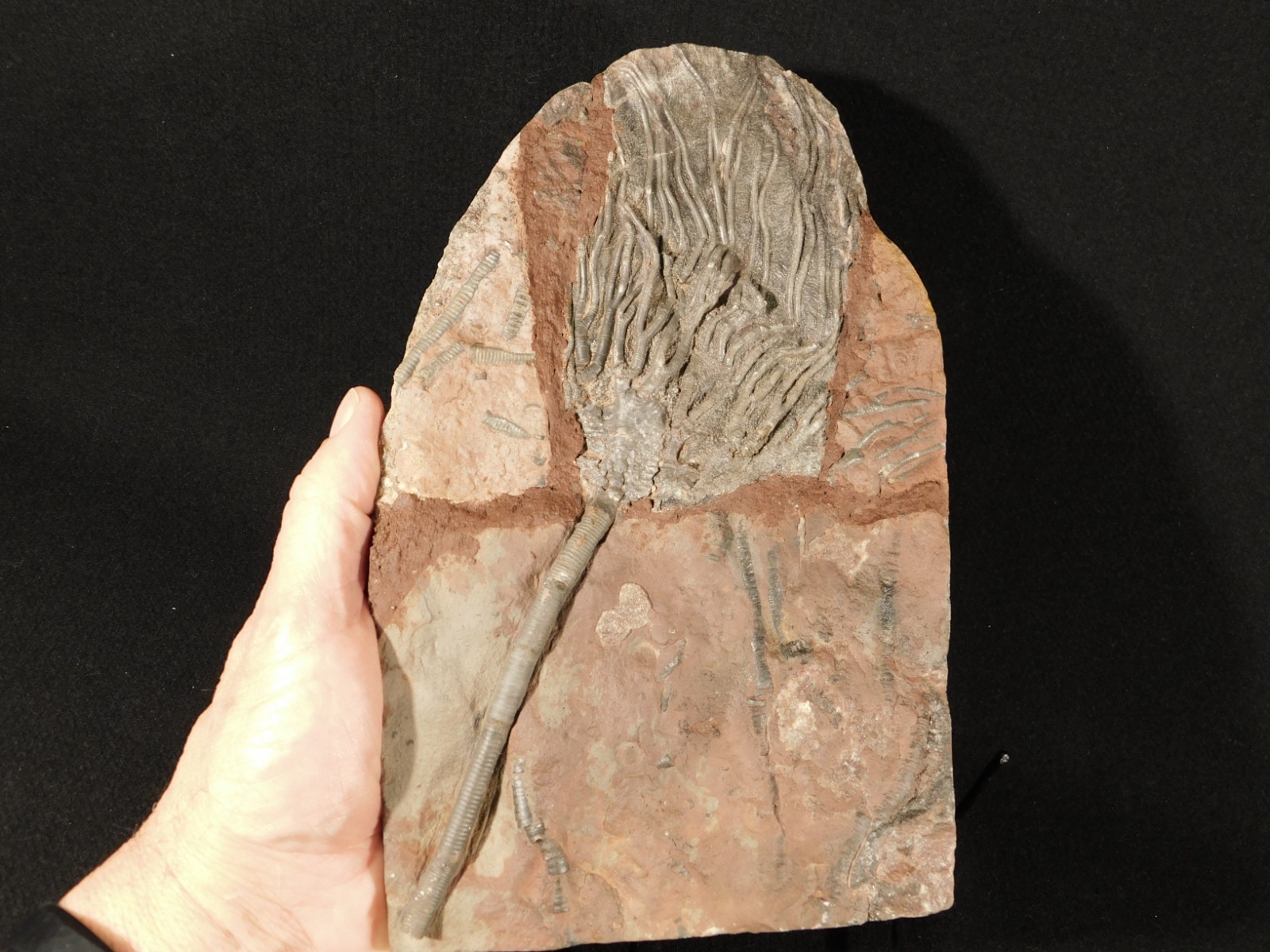 LARGER! 430 Million Year Old! CRINOID Fossil or Sea LILY Fossil Morocco 1133gr