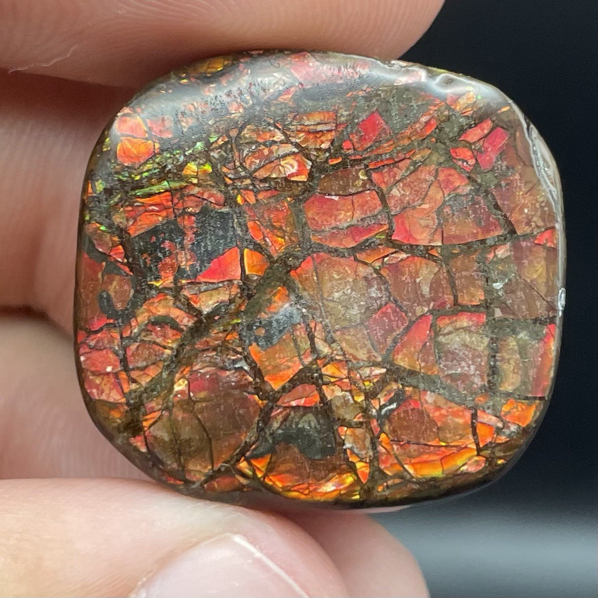 BEAUTIFUL DEEP RED CANADIAN AMMOLITE GENUINE AMMONITE FOSSIL CANADA