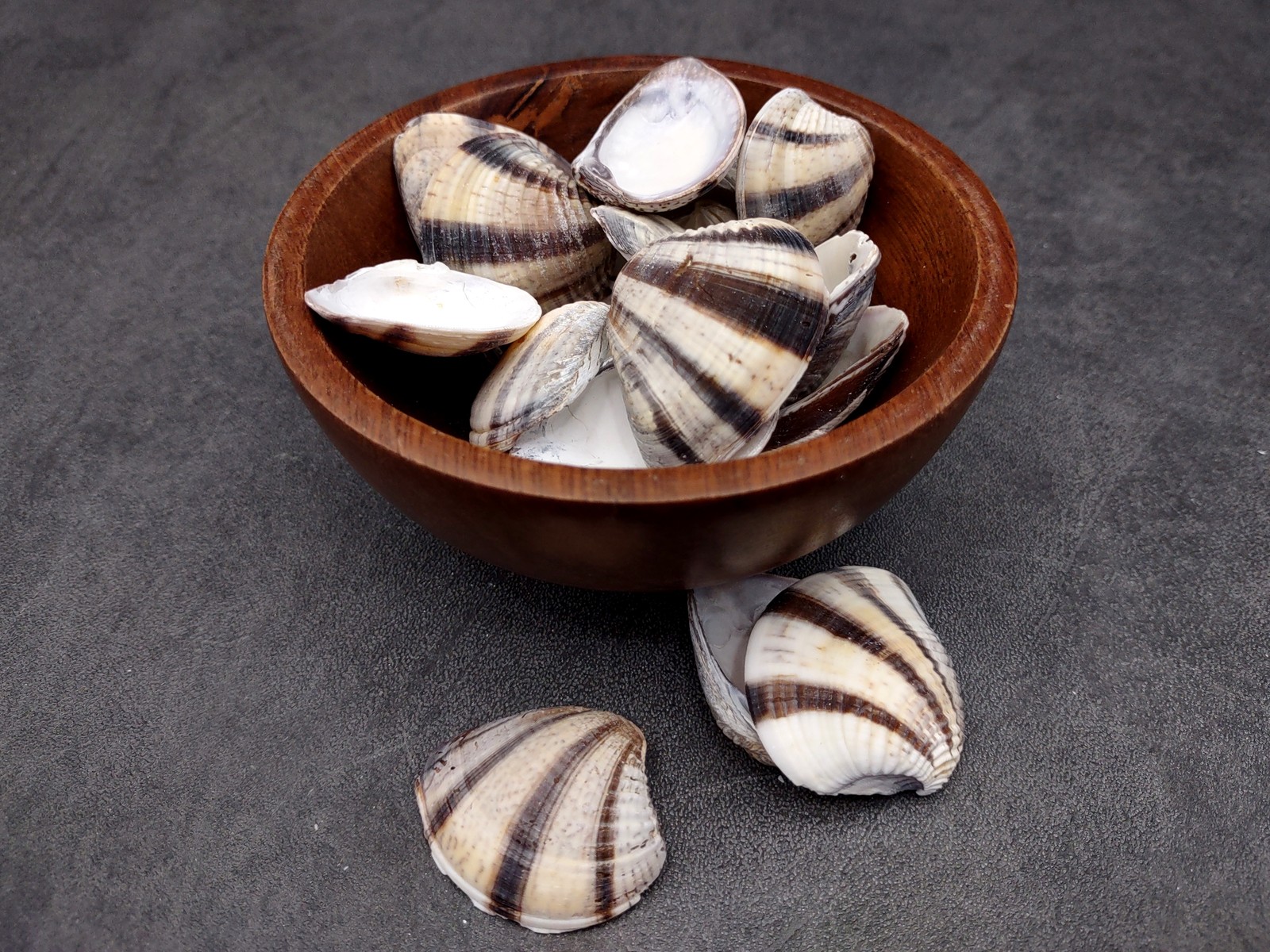 Mexican Sunset Striped Clam Seashells (15 shells approx. 1.25+ inches)