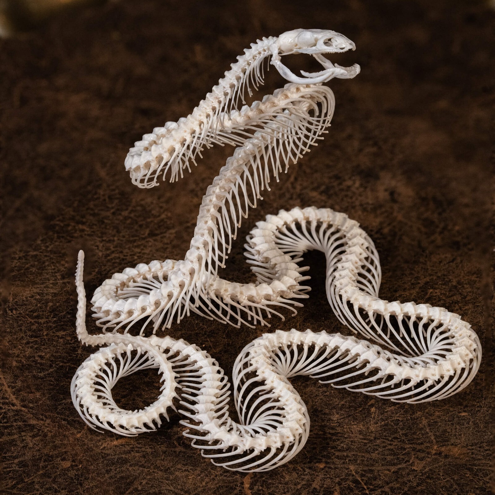 Real Snake skeleton taxidermy in attack pose, snake bone collectibles