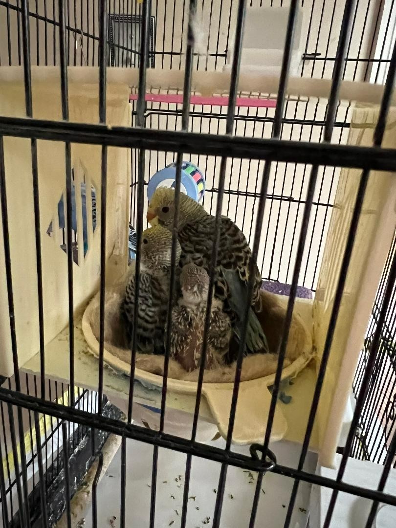 Plastic Canary Nest Box Hanging Bird Breeding House for Finch Parakeet