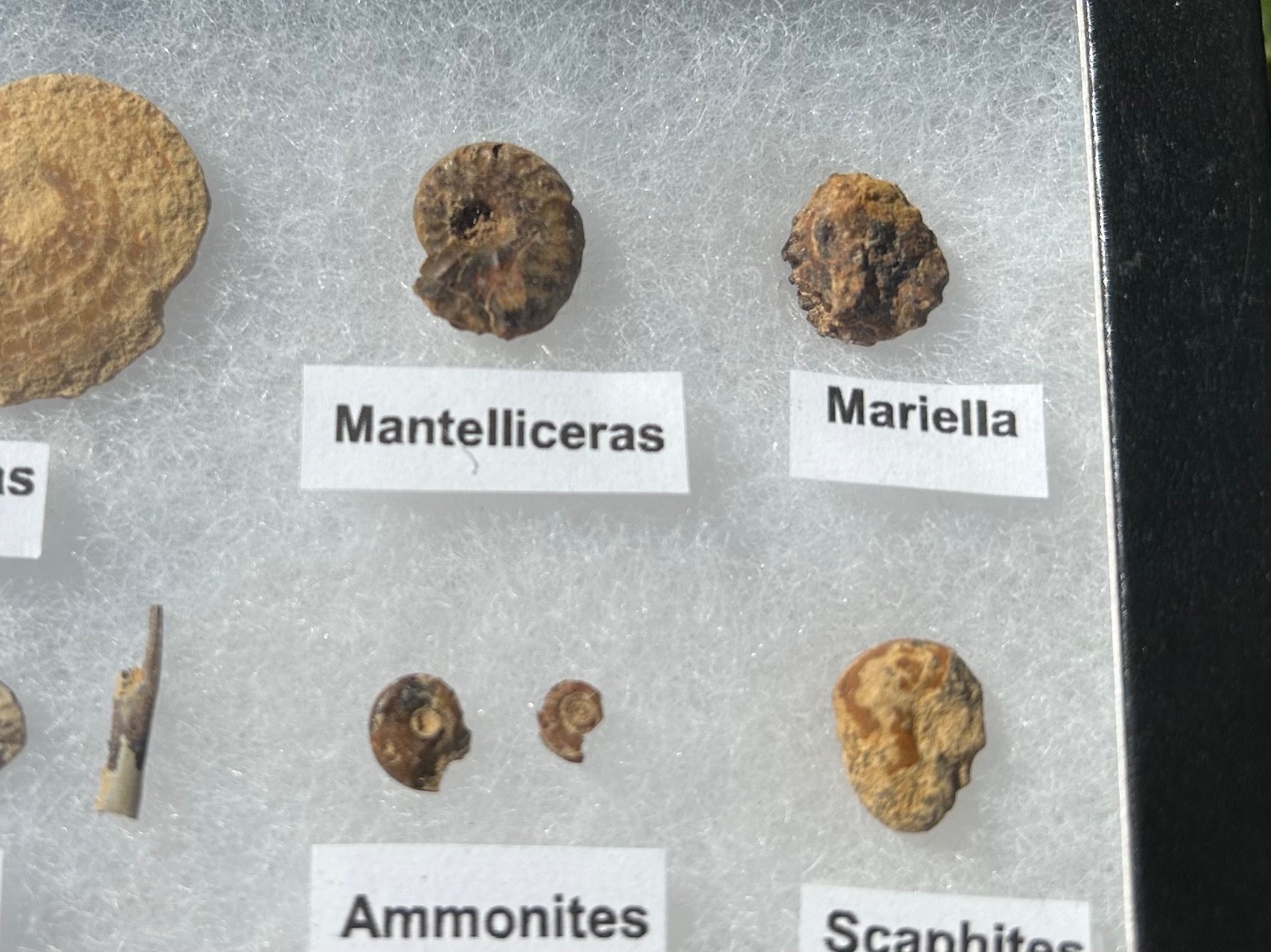 Pawpaw Formation Fossils Collection Starfish Ammonites Crabs Scaphites etc