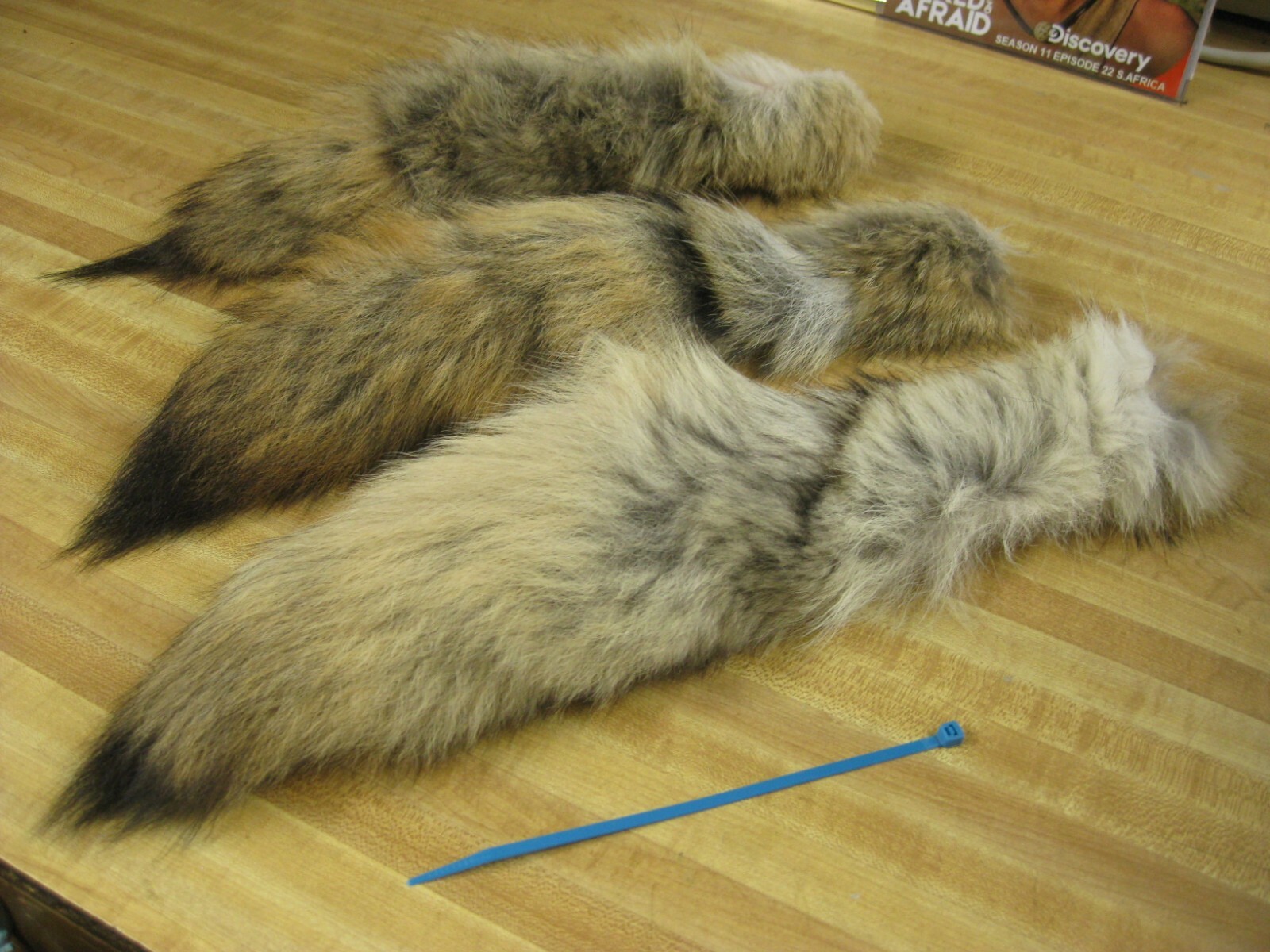 Tanned Coyote Tail # 1 Trapping Fur Coats Fur Craft Id Tag Blue