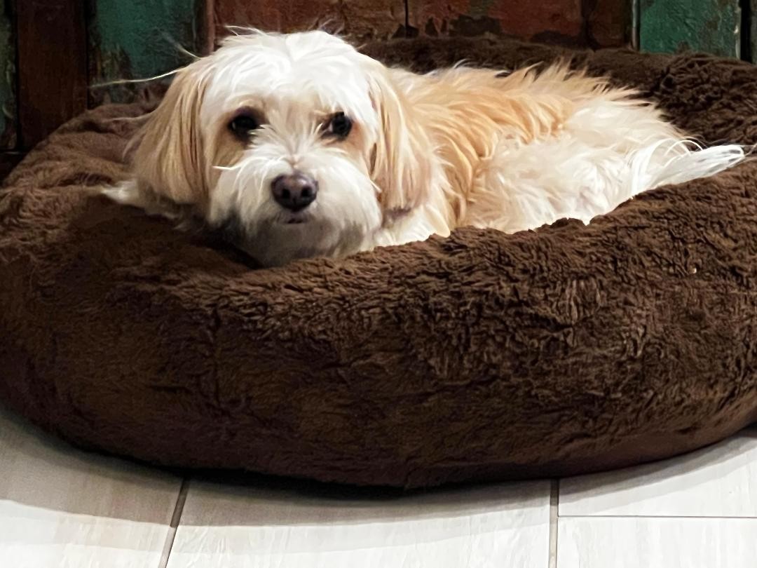 DUTCH BROS APRIL 2026 MERCHANDISE DROP PRESALE EARLY BIRD 1 PER PURCHASE