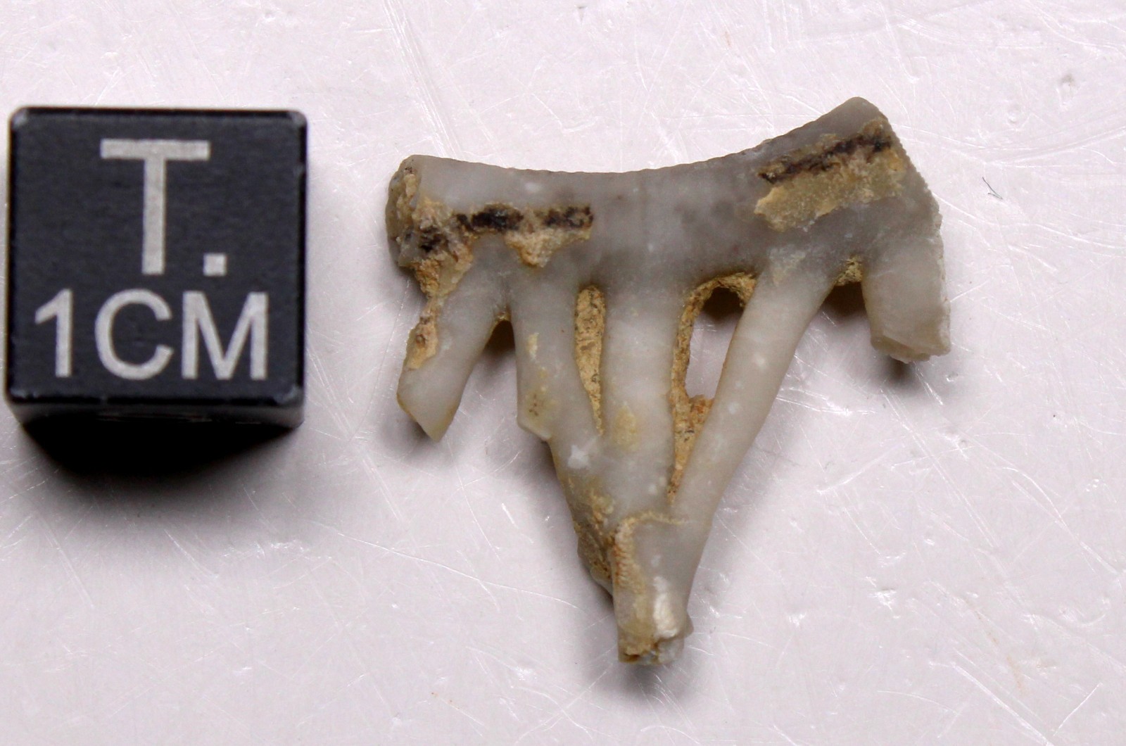 Crinoid Stem with Cirri - Silurian Brownsport Formation Tennessee