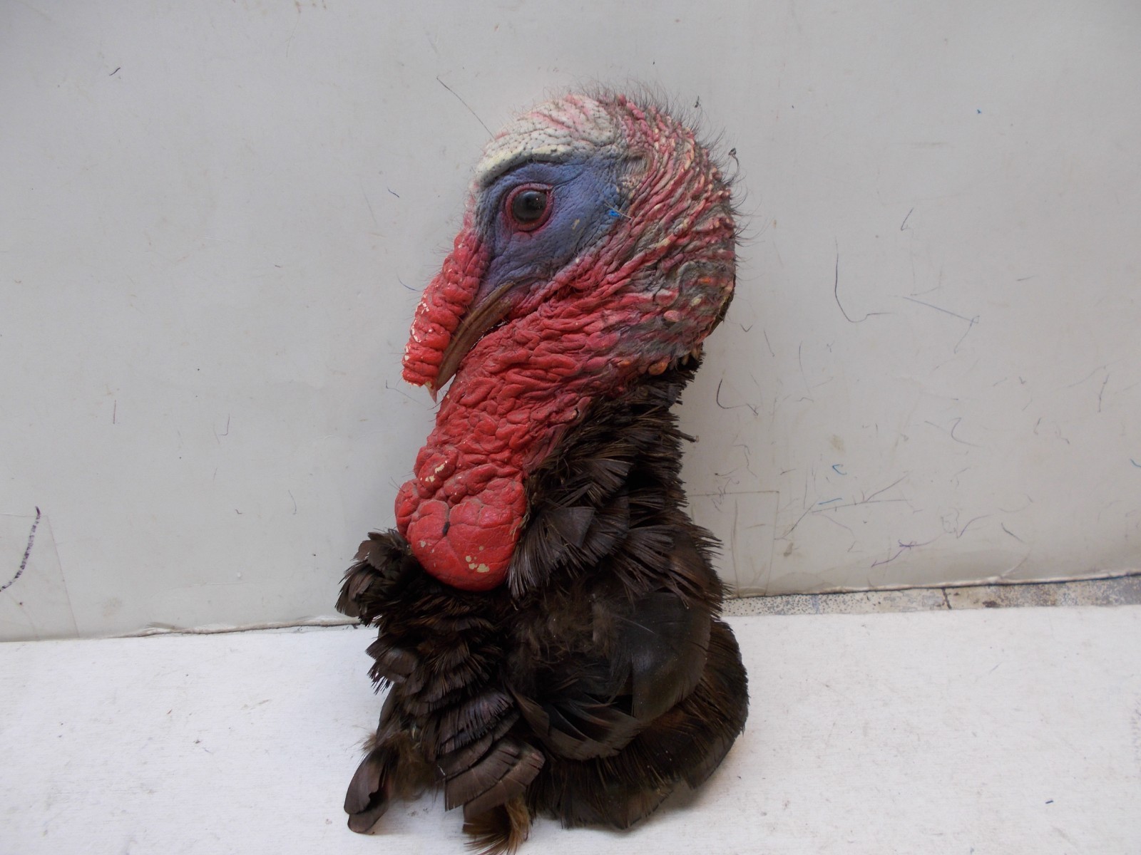 wild turkey mounted turkey head taxidermy cabin decor