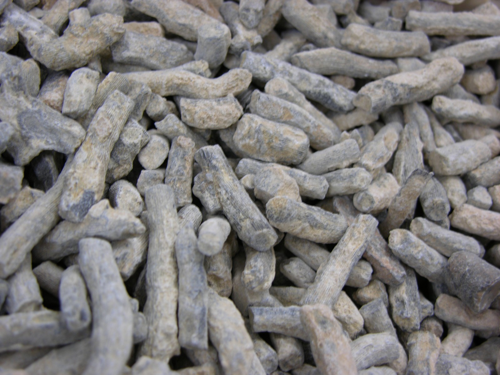 Coral branch fossils smaller agatized Ordovician Madagascar 1 # lots 1/2-1.5"