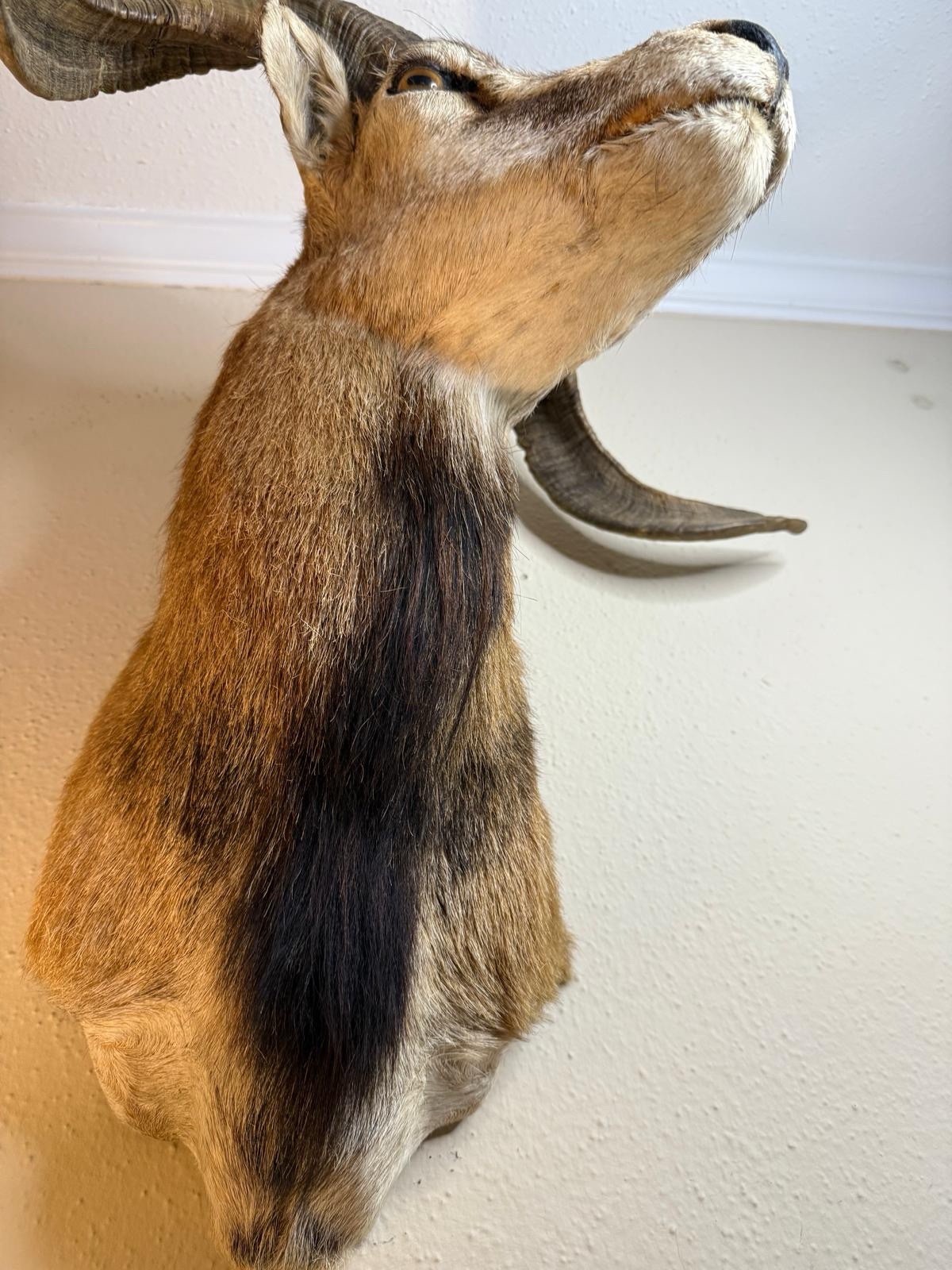 Corsican Ram Taxidermy Shoulder Mount