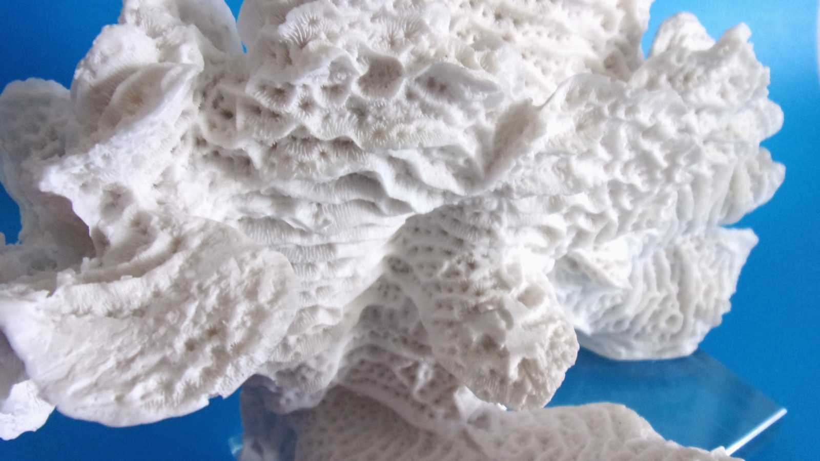 Beautiful Natural White Coral Reef with Glass Base, Authentic Specimen 10" x 7"