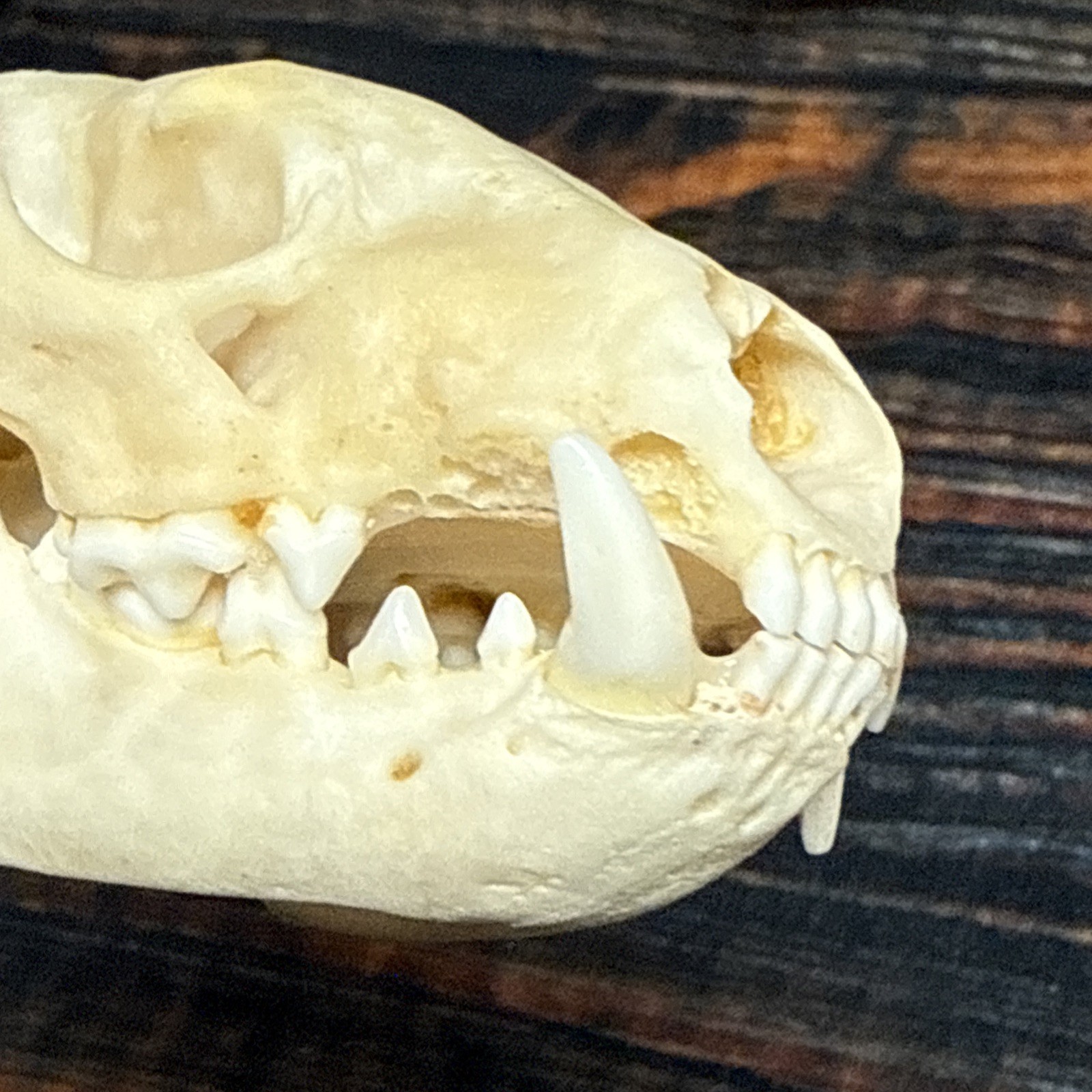 Real XL Badger Skull Unique Gift Halloween Craft Animal Mount Art Model Head Odd