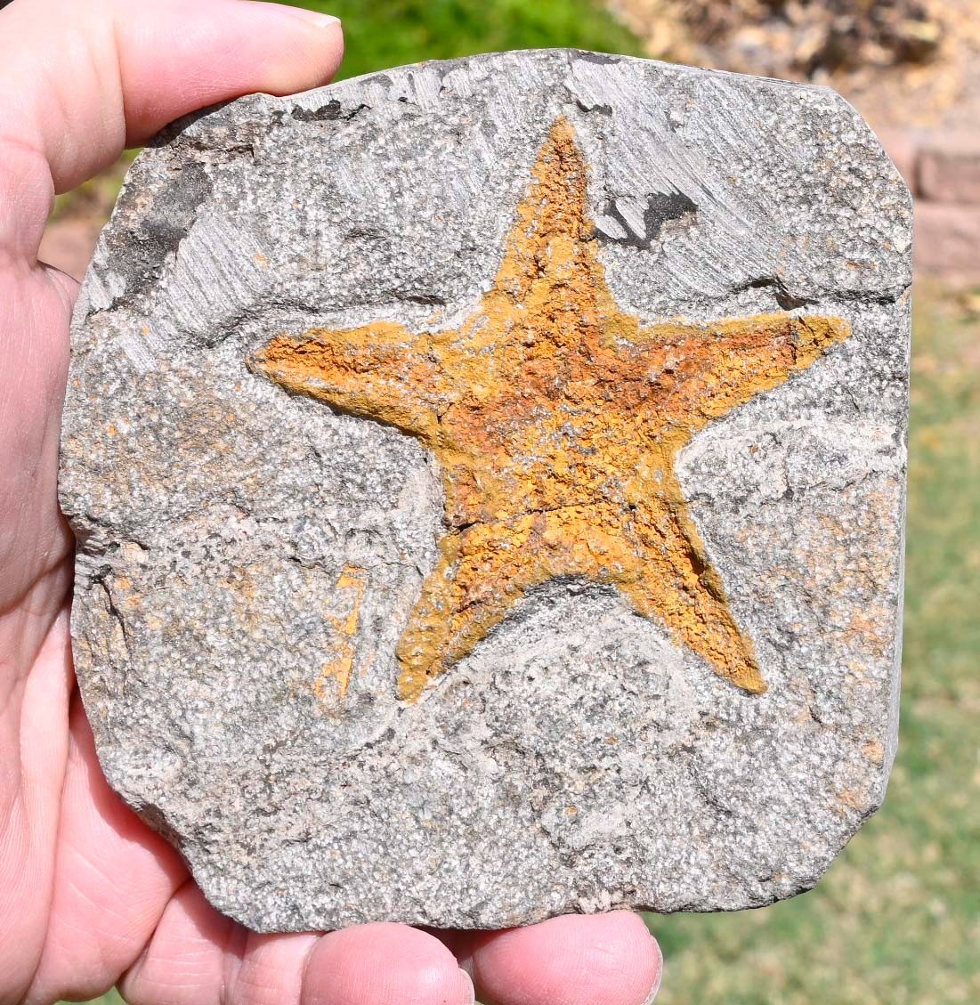 Ordovician Plate with an Asteroidea, from Morocco #2