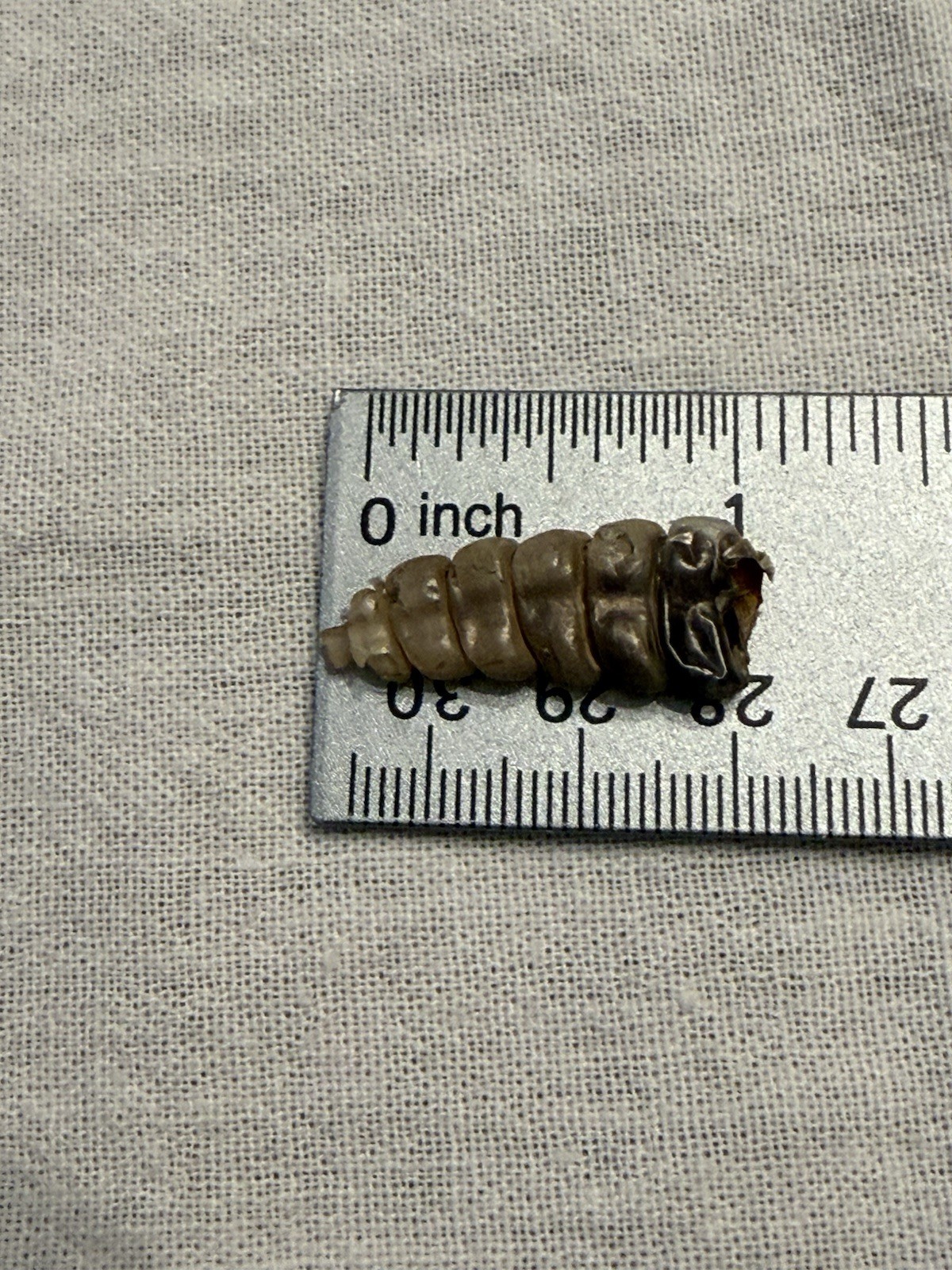 Rattlesnake Rattles ~ Lot Of 4 Rattles