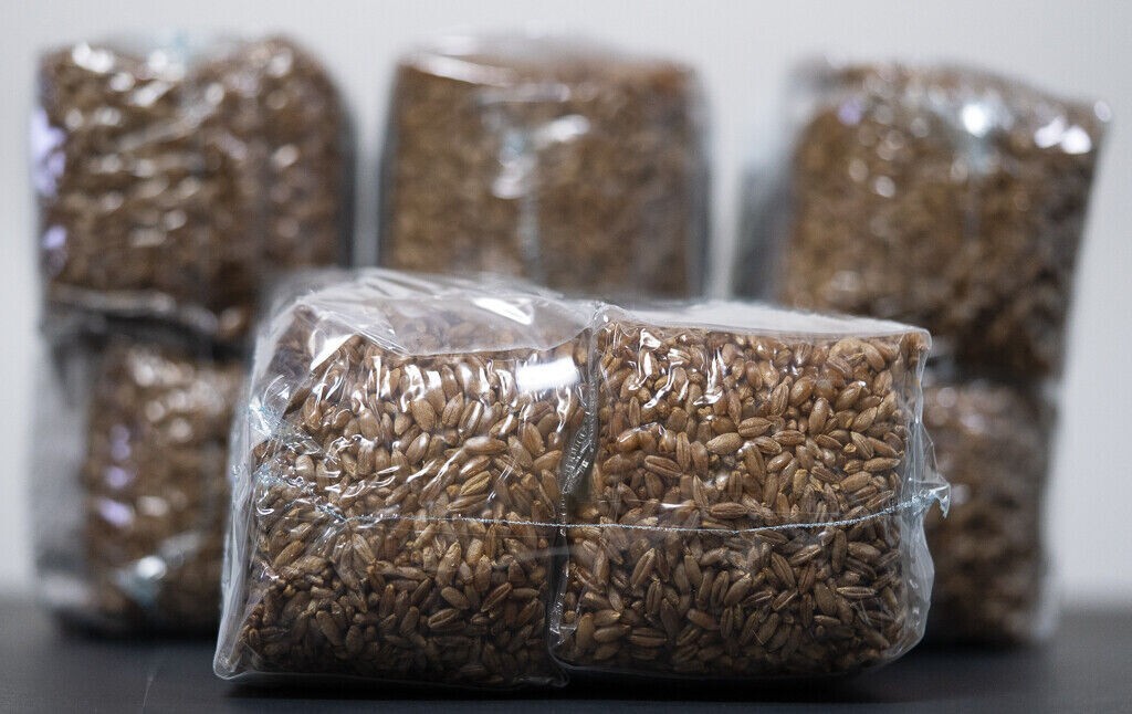 12 LBS rye grain mushroom grow kit use with spores to grow edible mushrooms