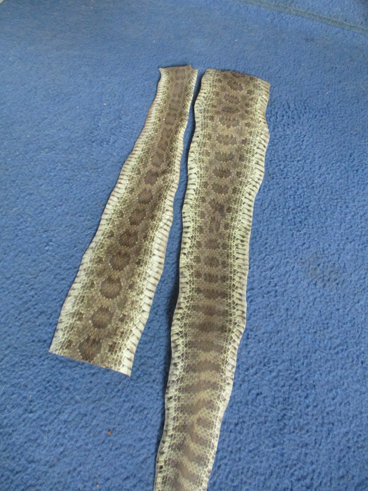 2 rattlesnake skin pieces Snake skin scraps pen blanks small wrap education T20