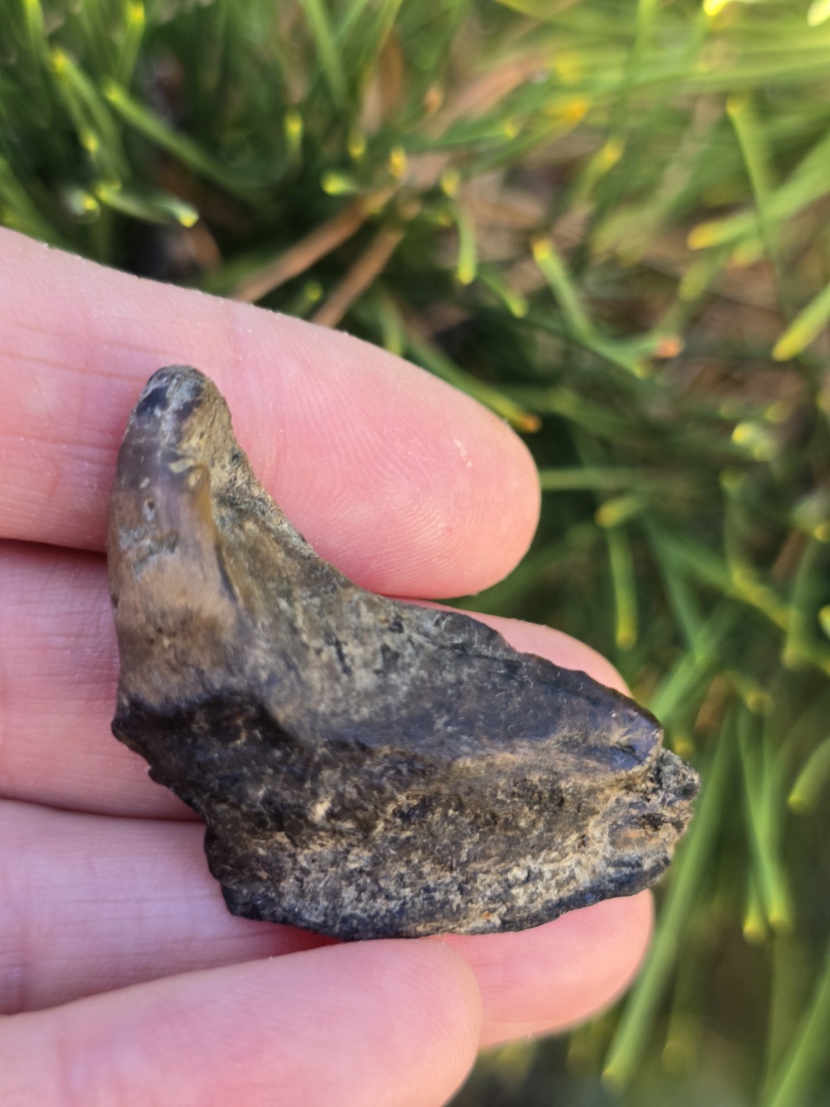 Large Enchodus Palatine Jaw Cretaceous Fish TX Fossil
