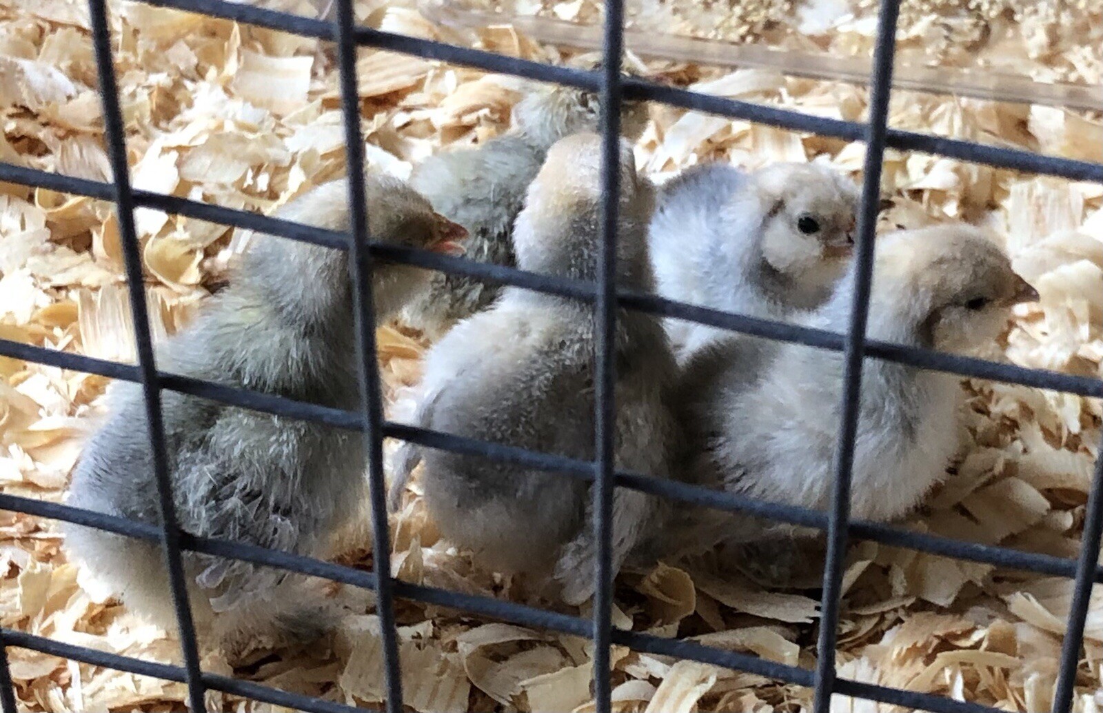 12+ PORCELAIN D’UCCLE BANTAM Fresh Hatching Eggs. Laying Now.