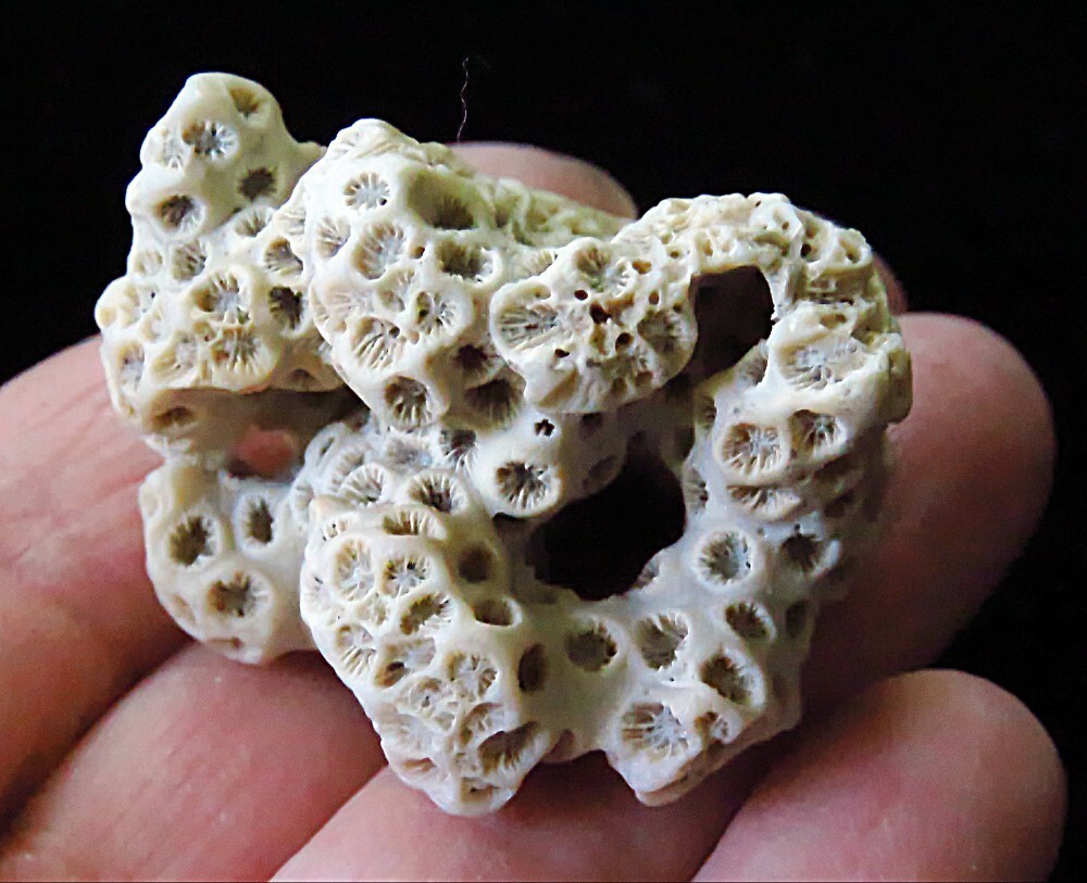 Fossilized Coral- Tarbell astraea, Branch Coral and Gastropod- Neogene Period