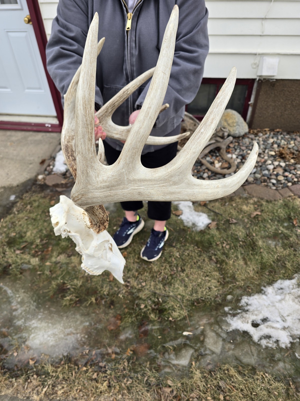 HUGE Wild 10pt 166" Whitetail Deer Skull European Decor Man Cave Taxidermy Buck