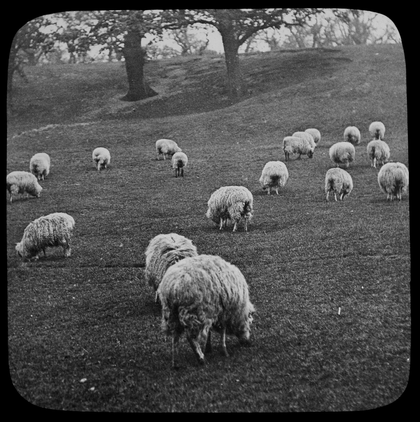 ANTIQUE Magic Lantern Slide FLOCK OF SHEEP FEEDING C1900 PHOTO FARMING