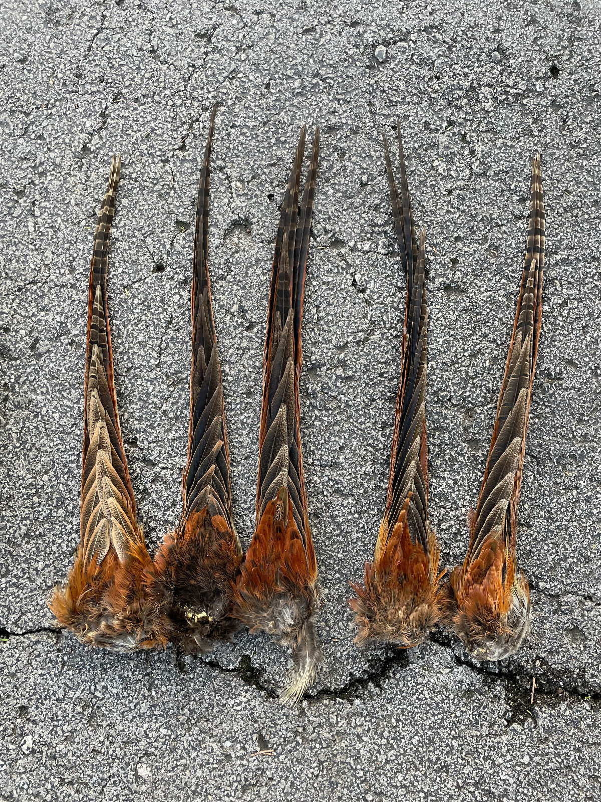 Taxidermy, {0ne} Beautiful RINGNECK PHEASANT Tail- Cabin/Hunting Lodge Fly-tying