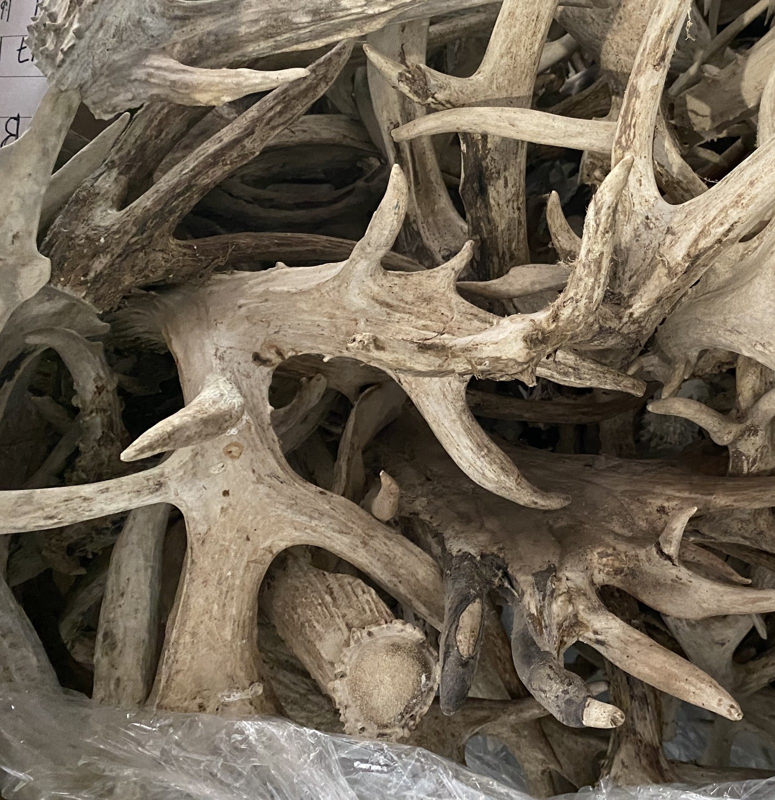 Bulk Deer Antlers Whole Racks – Grade B/C - For Crafts or Dogs