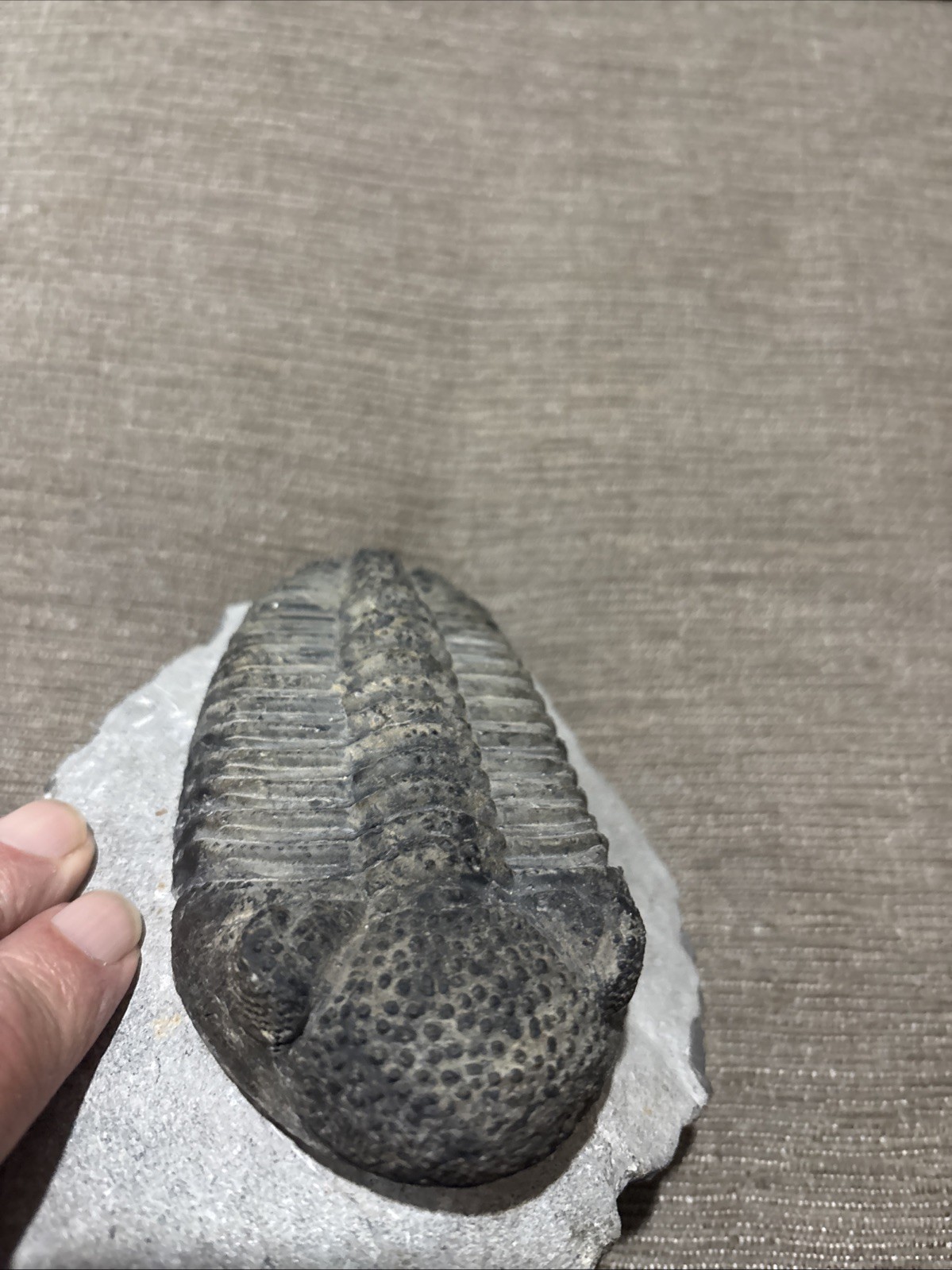 Very Nice 5 1/4 Inches Drotops Laid Out Nice Pretty Piece Devonian