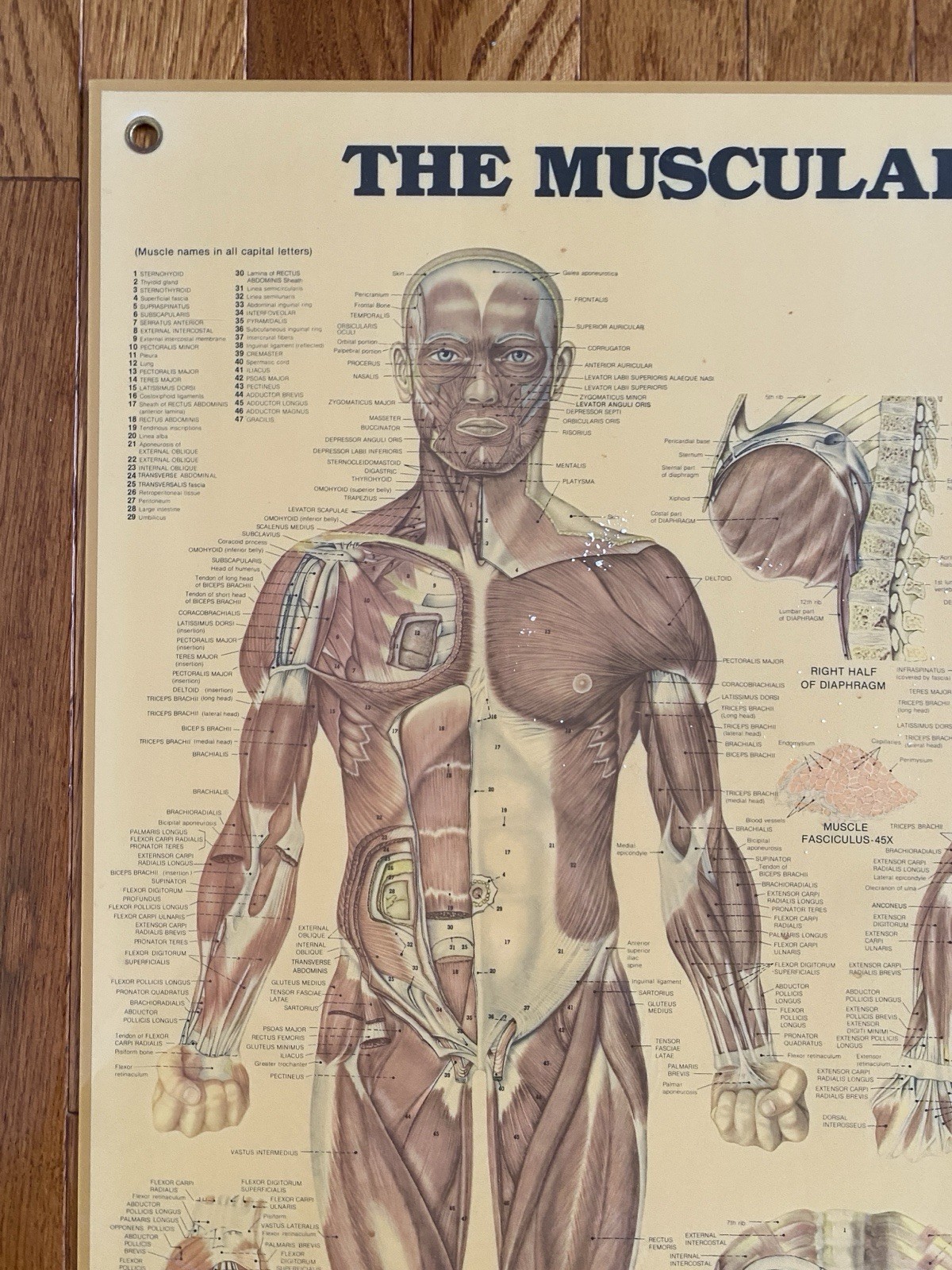 VTG Medical Poster Anatomical Chart Co Muscular Sys Laminated Peter Bachin 24x20