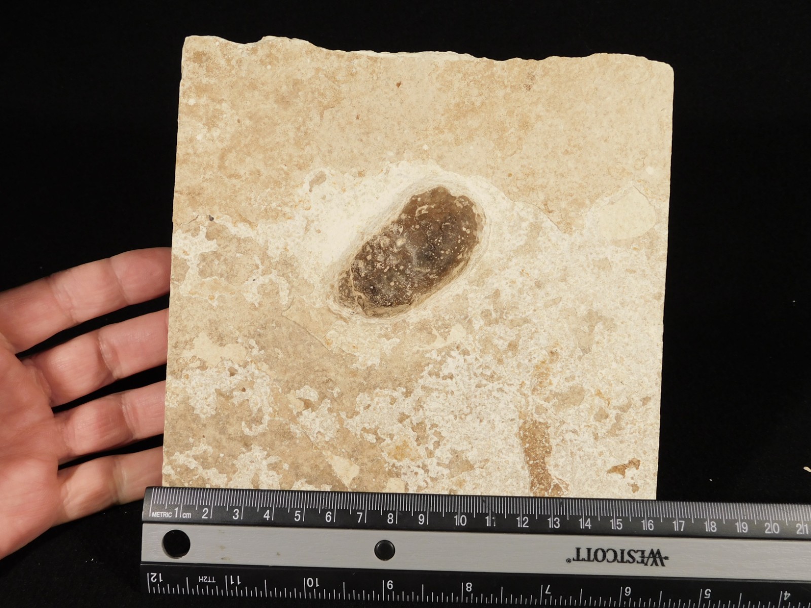 BIG! CROCODILE / TURTLE Coprolite or Fossil Turd From Wyoming 586gr