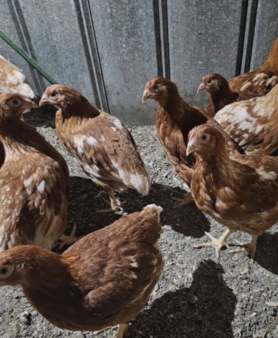 12 ISA Brown Chicken Hatching Eggs.NPIP/AI certified