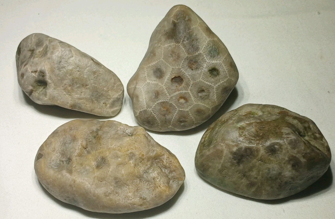 Natural Michigan Petoskey Stones • 4pc Unploshed • Great Lakes Fossil Coral