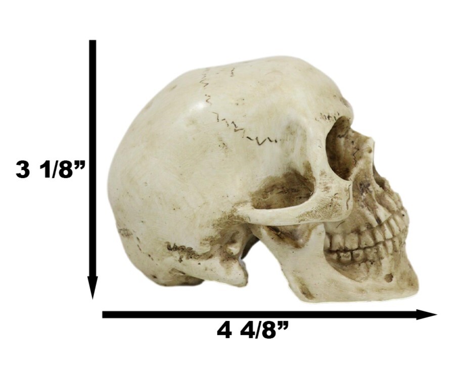 Small Skull Head Statue Cold Cast Resin Figurine 3.5" Tall