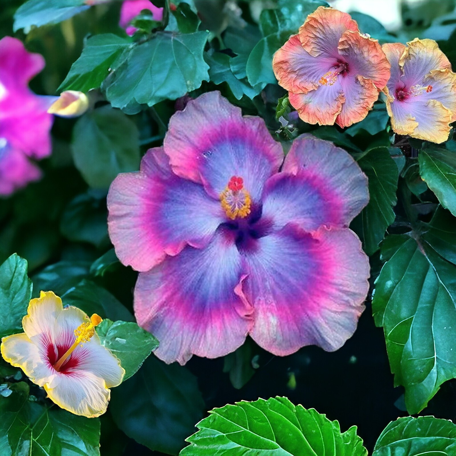 30pcs Multicolor Hibiscus Seeds - Rare Non-GMO Heirloom Variety for Your Garden
