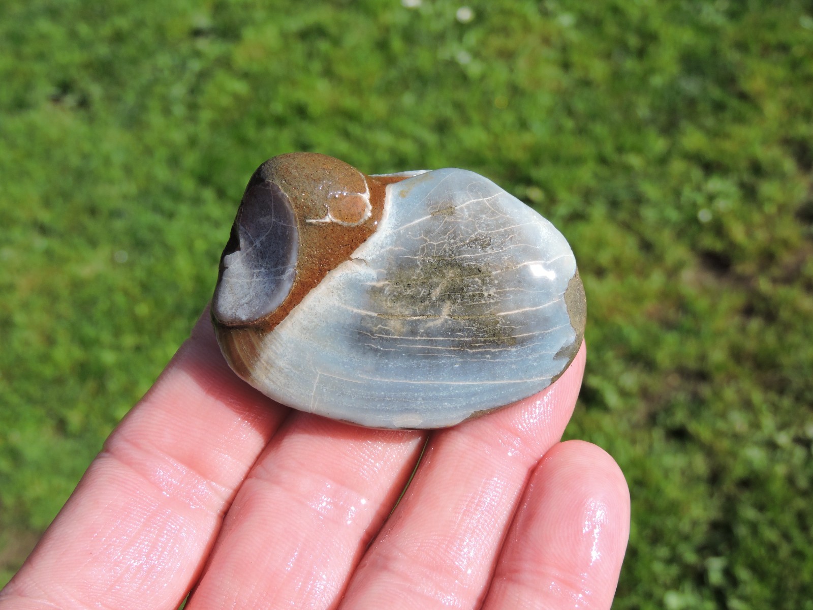 Box of MIXED Pacific Coast CLAM FOSSIL SHELL STONES Anadara, Steinkern ( 4 lb )