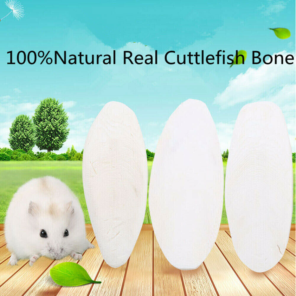 20PCS Cuttlebone Bird Parrots Cuddle Bone Turtles Tortoise Cuttlebone Holder .
