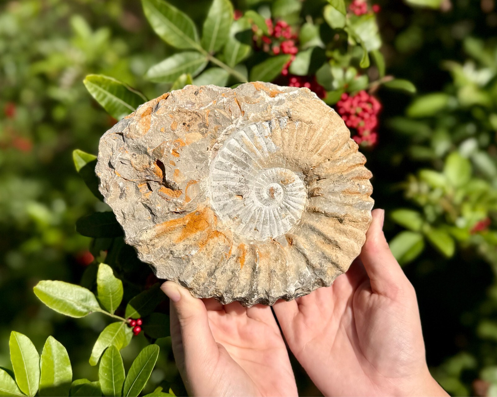 Jumbo Natural Ammonite Fossils From Morocco, 6 - 8" Raw Ammonite Specimens