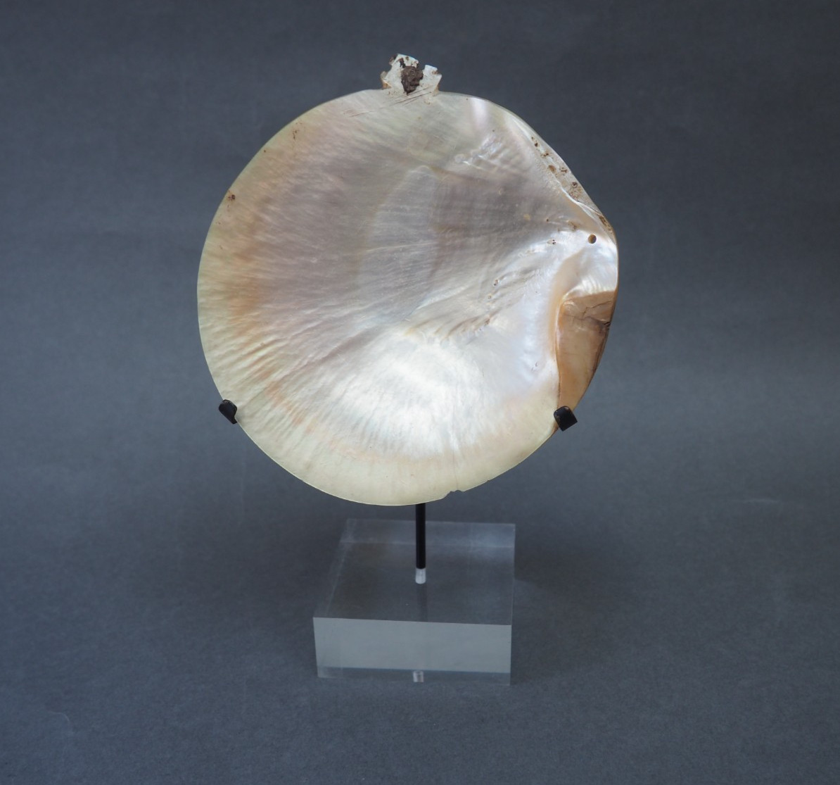 BEAUTIFUL OLD MOUNTED OCEANIC NEW BRITAIN PAPUA NEW GUINEA ARAWE CURRENCY SHELL