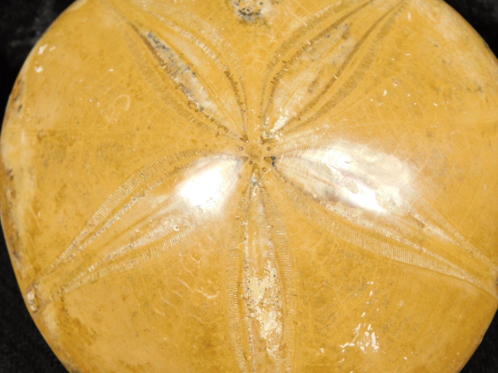 Big! Polished 150 Million Year Old! SAND DOLLAR Fossil Madagascar 205gr