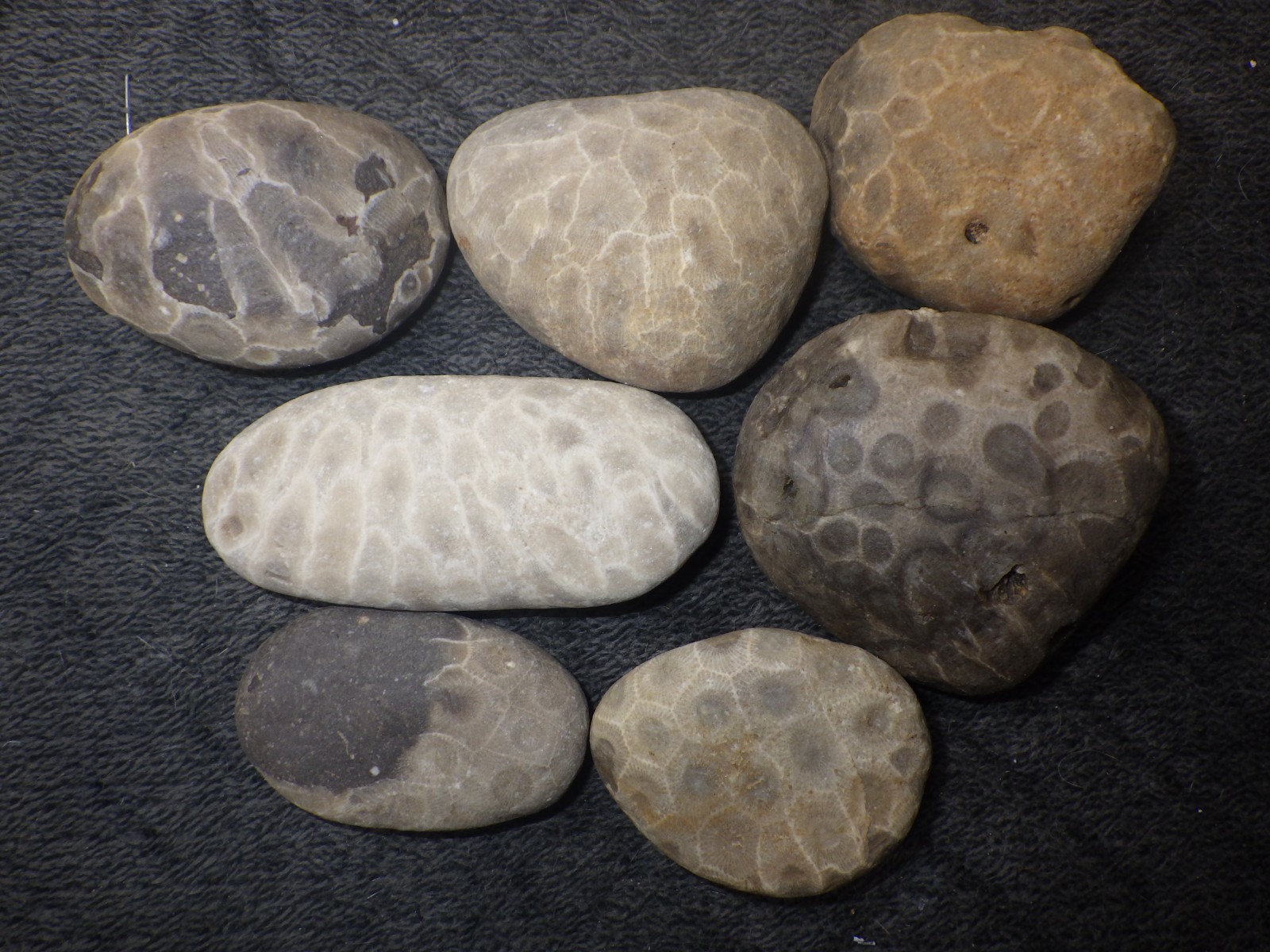 Unpolished Petoskey Stones High Grade