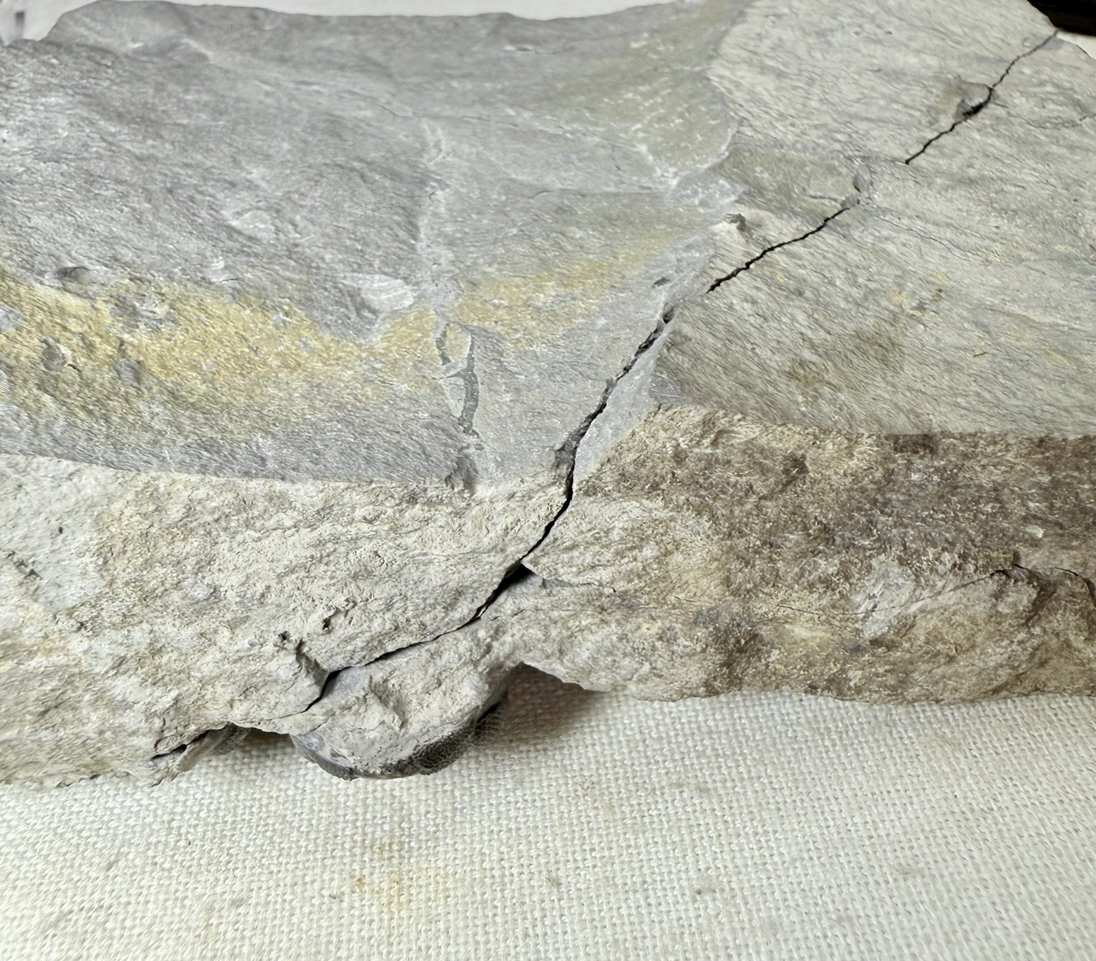 NICE Phacops Trilobite Plate ~ Penn Dixie New York ~ Devonian Period