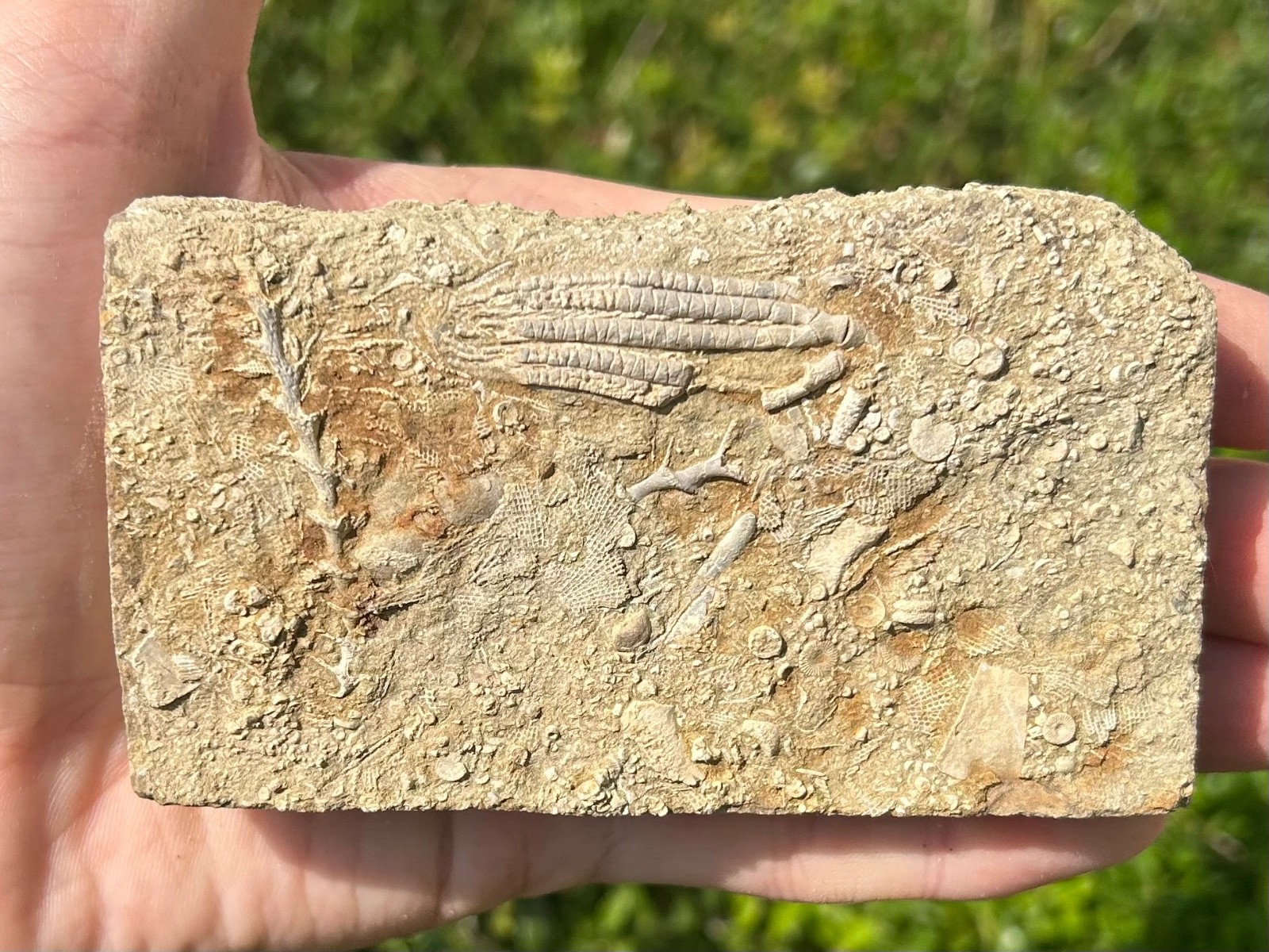 Fossil Crinoid in Matrix Aphelecrinus bayense Rare Alabama Mississippian Age