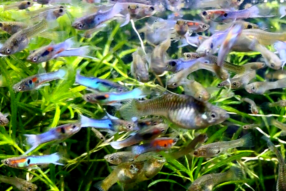 Neon Sky Blue Endler's - 4 Pairs (3 Pair+ 1 Free Pair (4M/4F))